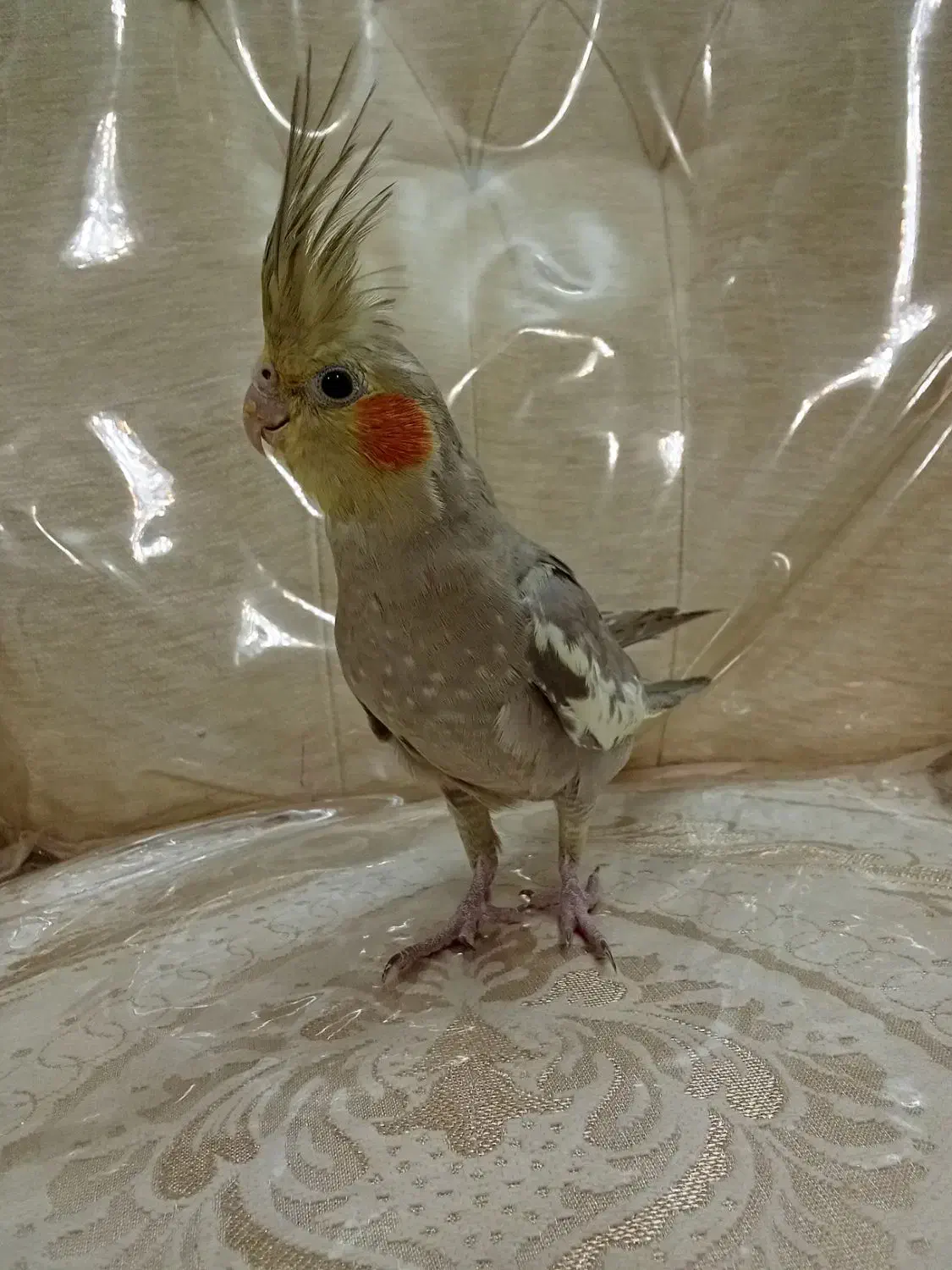 عروس هلندی|پرنده|قدس, شهر‌قدس|دیوار