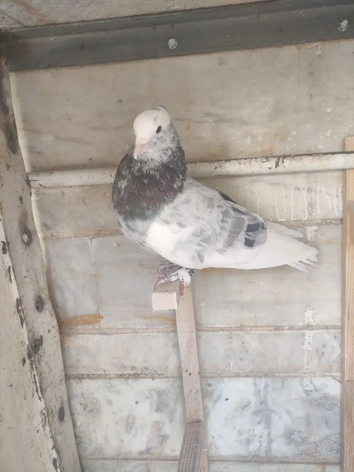 کبوتر|پرنده|شیراز, نصر|دیوار