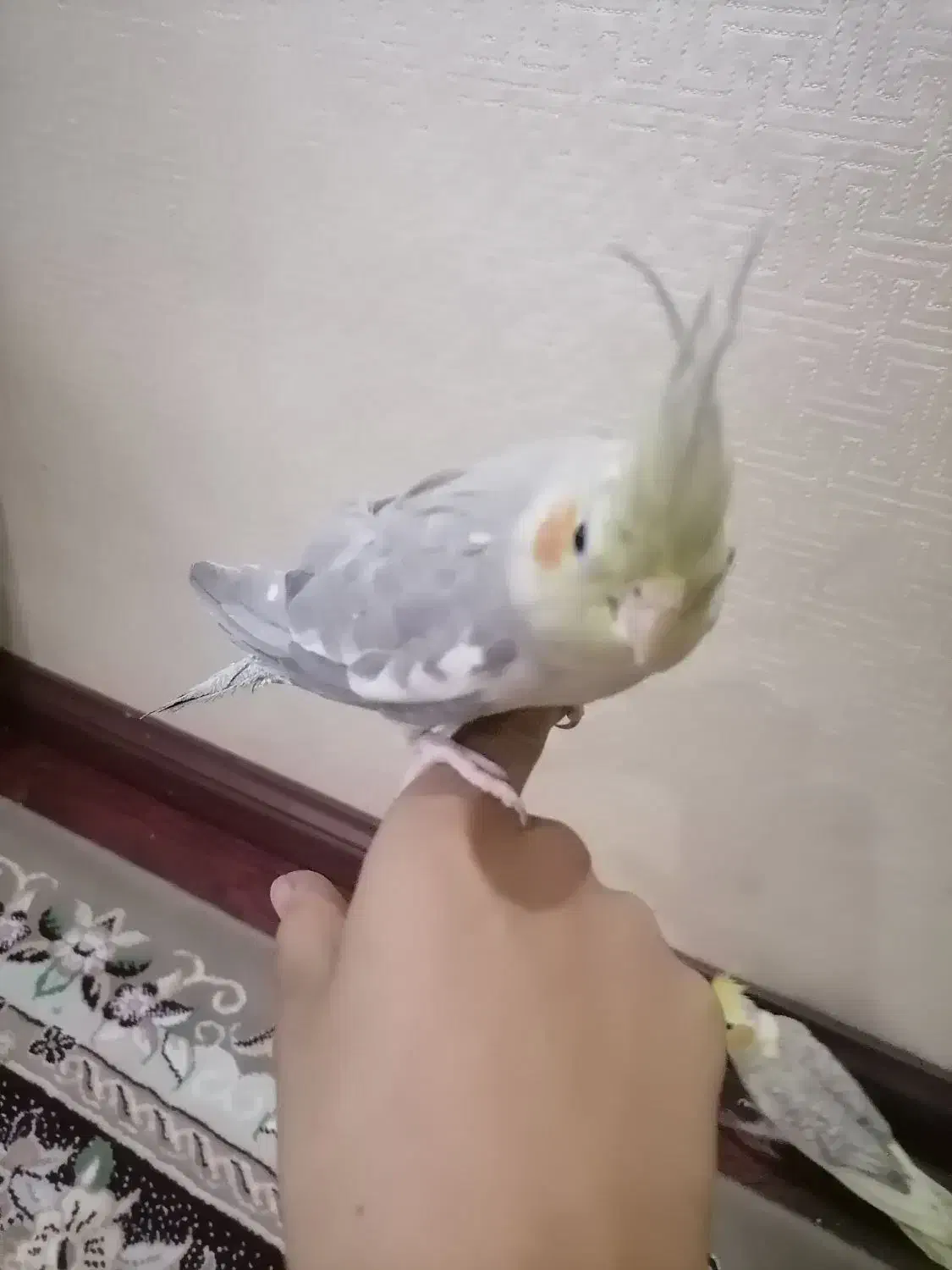 4 عدد جوجه عروس هلندی|پرنده|مشهد, کوشش|دیوار