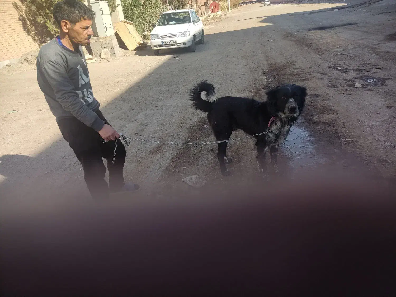 سگ گله|سگ|دلیجان, |دیوار