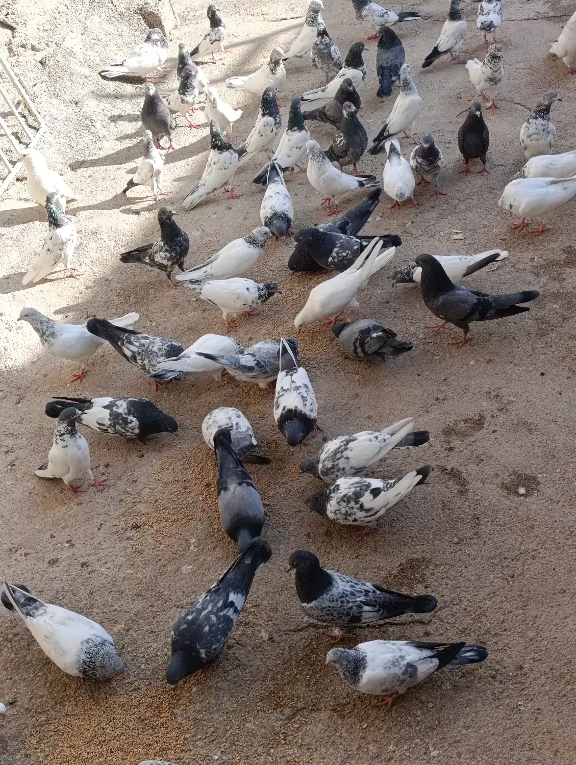 شیخ و سبز|پرنده|امیدیه, |دیوار