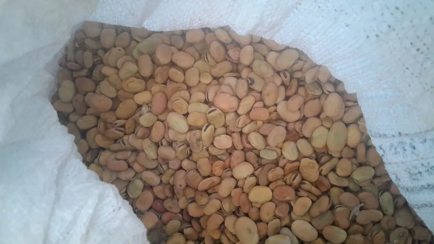 باقله وگندم زرانگوش|خدمات باغبانی و درختکاری|هندمینی, |دیوار