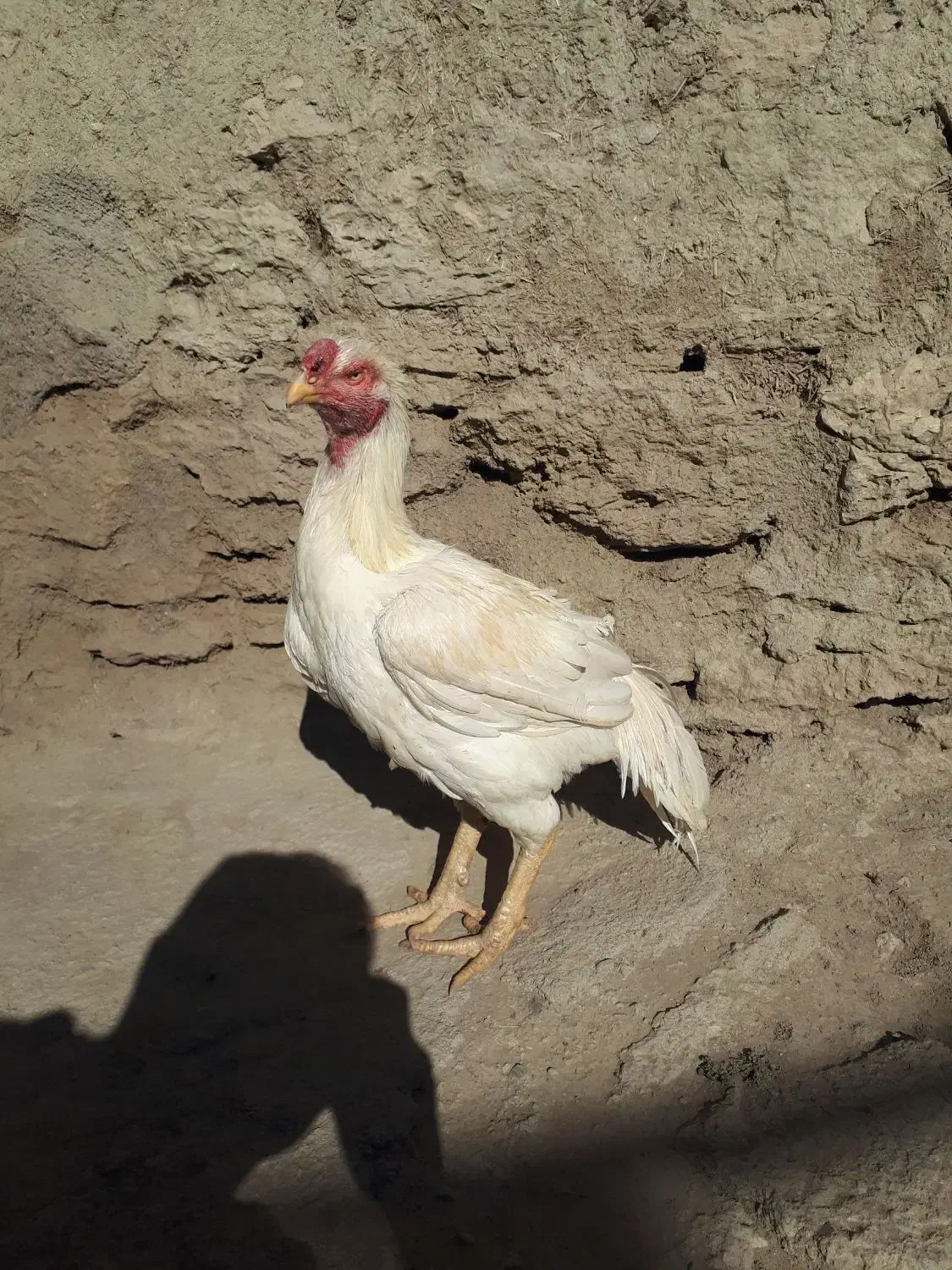 خروس لاری سفید تاج مهر|حیوانات مزرعه|بازرگان, |دیوار