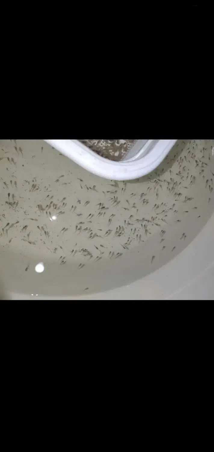 بچه ماهی گوپی|ماهی|بجنورد, |دیوار