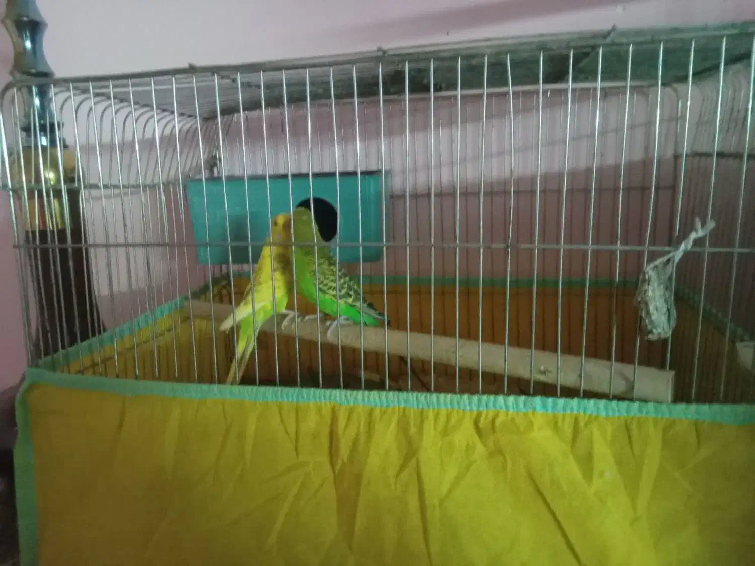 جفت مرغ عشق و عروس هلندی|پرنده|یزد, |دیوار