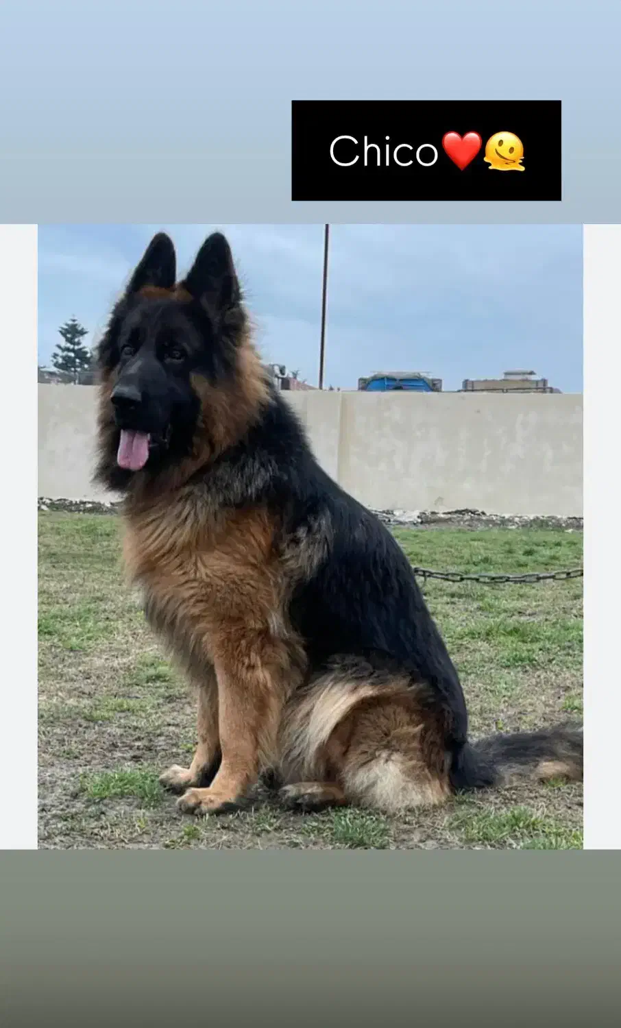 سگ ژرمن جفت|سگ|چهارباغ, |دیوار