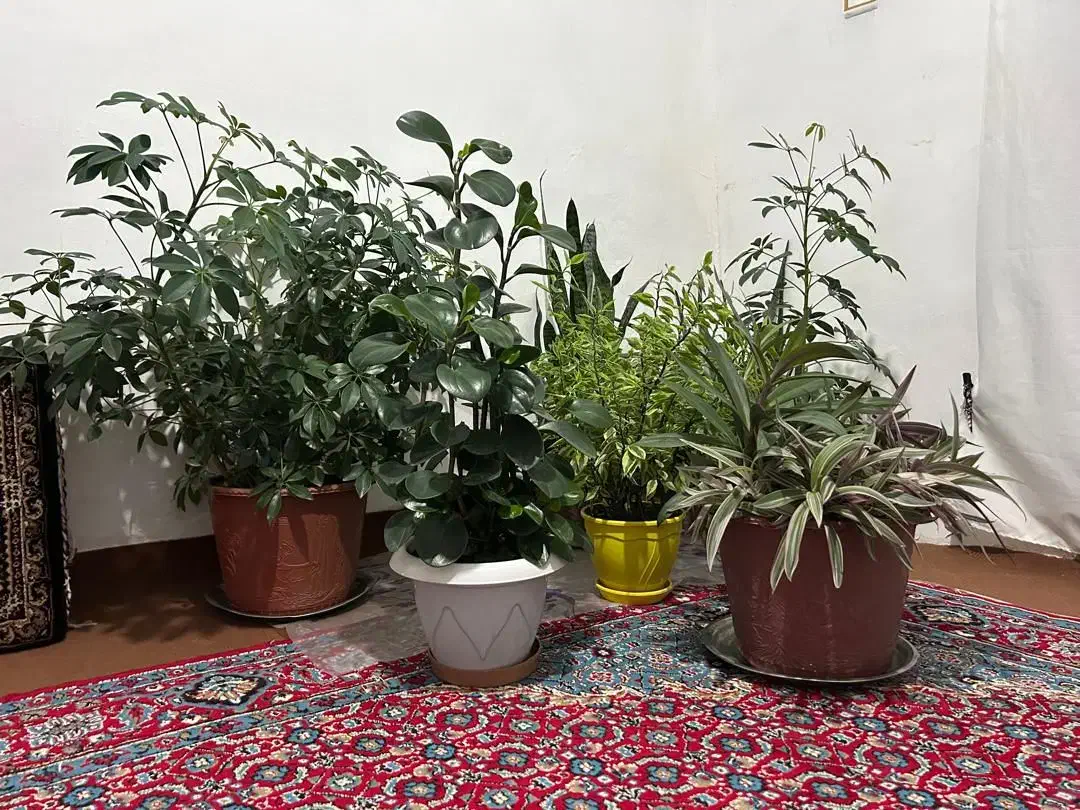 فروش گل خانگی همه|گل و گیاه طبیعی|مریوان, |دیوار