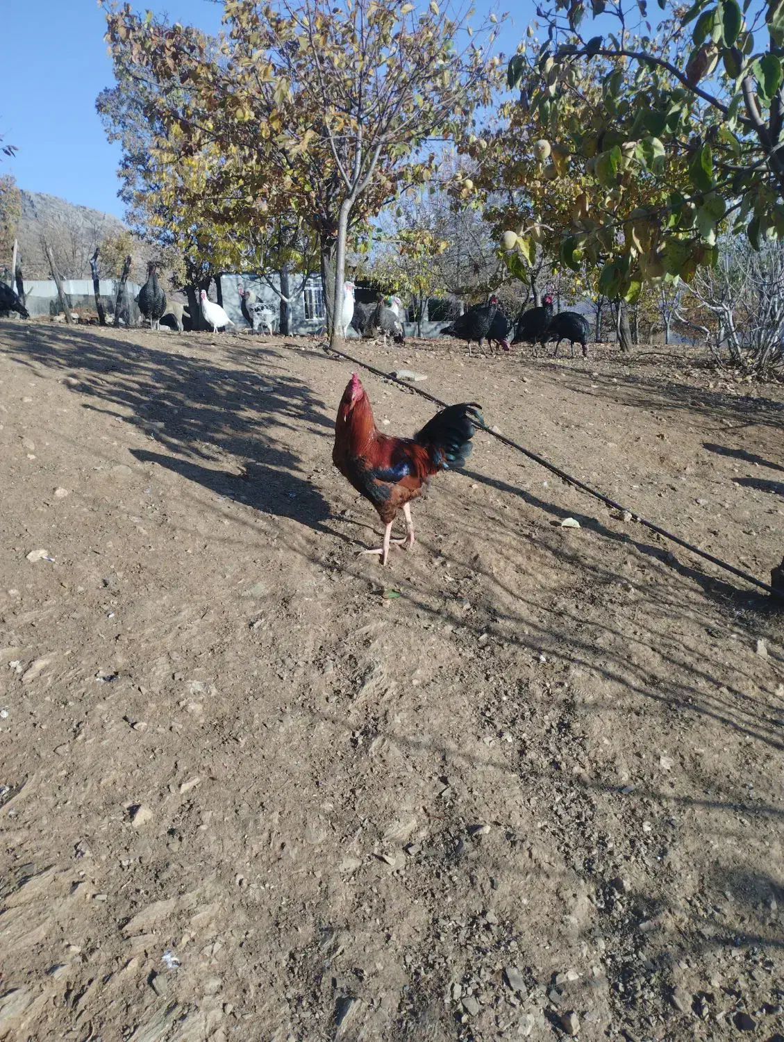 مرغ خروس محلی|حیوانات مزرعه|بانه, |دیوار