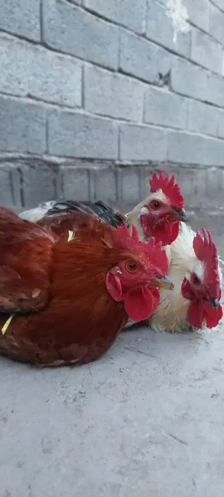 خروس محلی و جوجه|حیوانات مزرعه|رودبنه, |دیوار