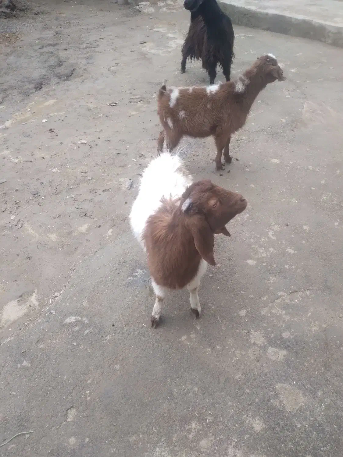 بزغاله نر چاق|حیوانات مزرعه|کنگاور, |دیوار