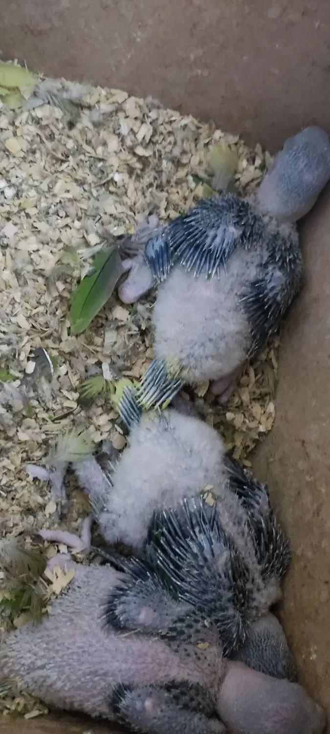 جوجه سرلاکی شاه طوطی|پرنده|اهواز, گلستان|دیوار