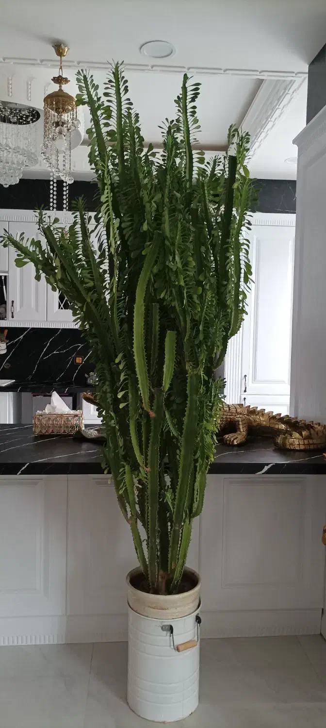 گل طبیعی|گل و گیاه طبیعی|کامیاران, |دیوار