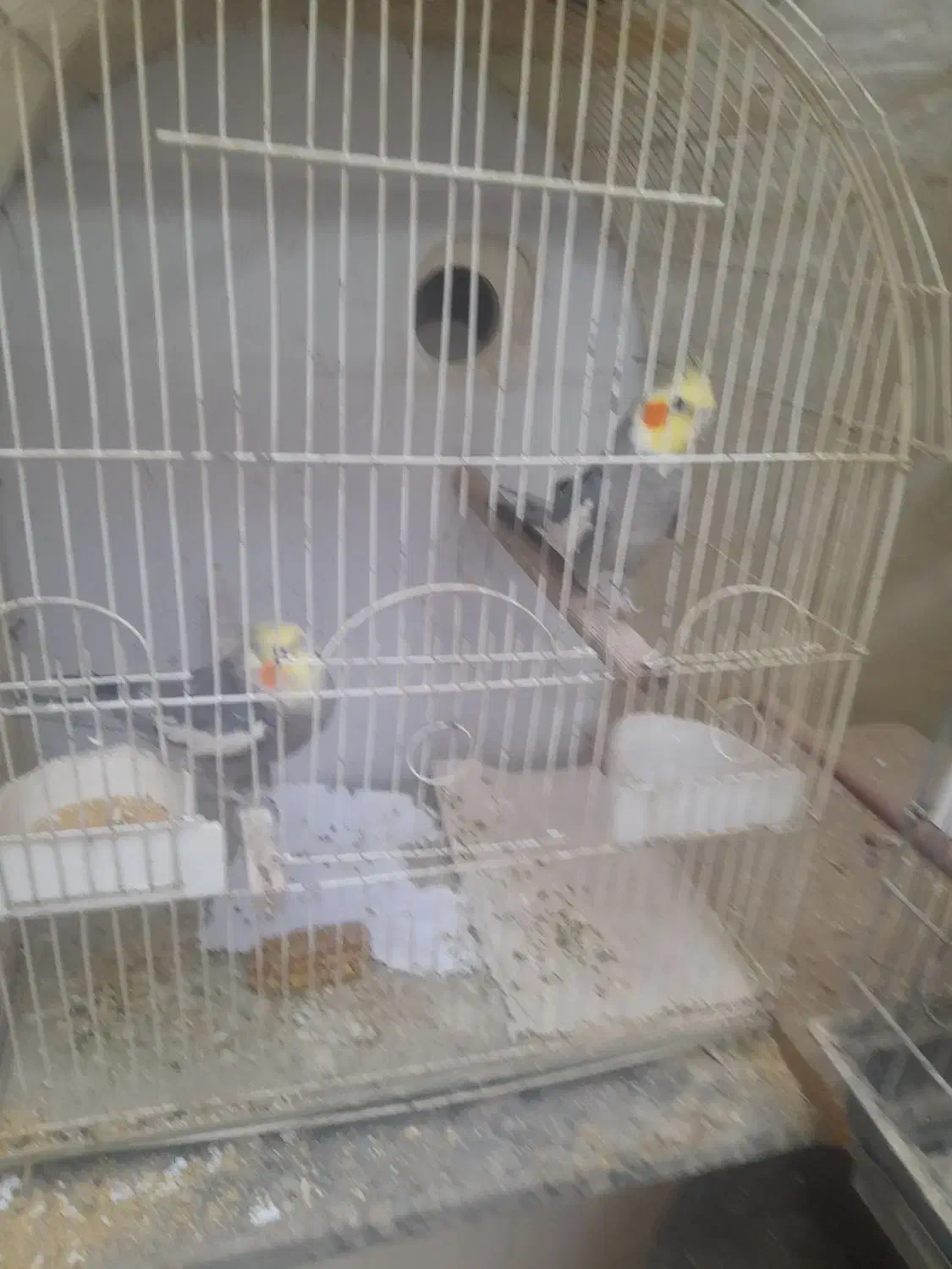 عروس هلندی مولد با جوجه و تخم|پرنده|اسلام‌شهر, شهرک قائمیه|دیوار