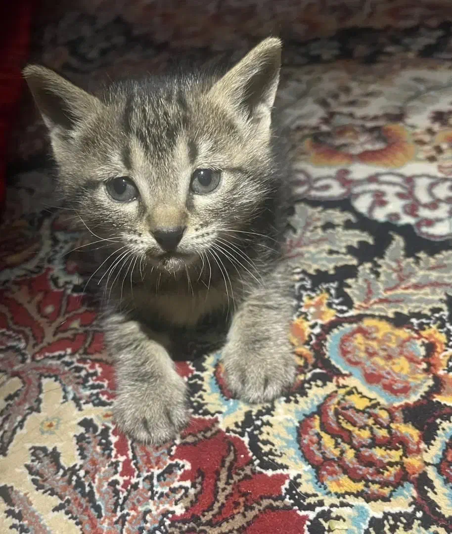 واگذاری بچه گربه|گربه|شهریار, شهریار|دیوار