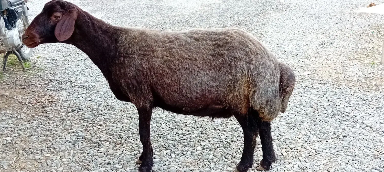 گوسفند|حیوانات مزرعه|سیمین شهر, |دیوار