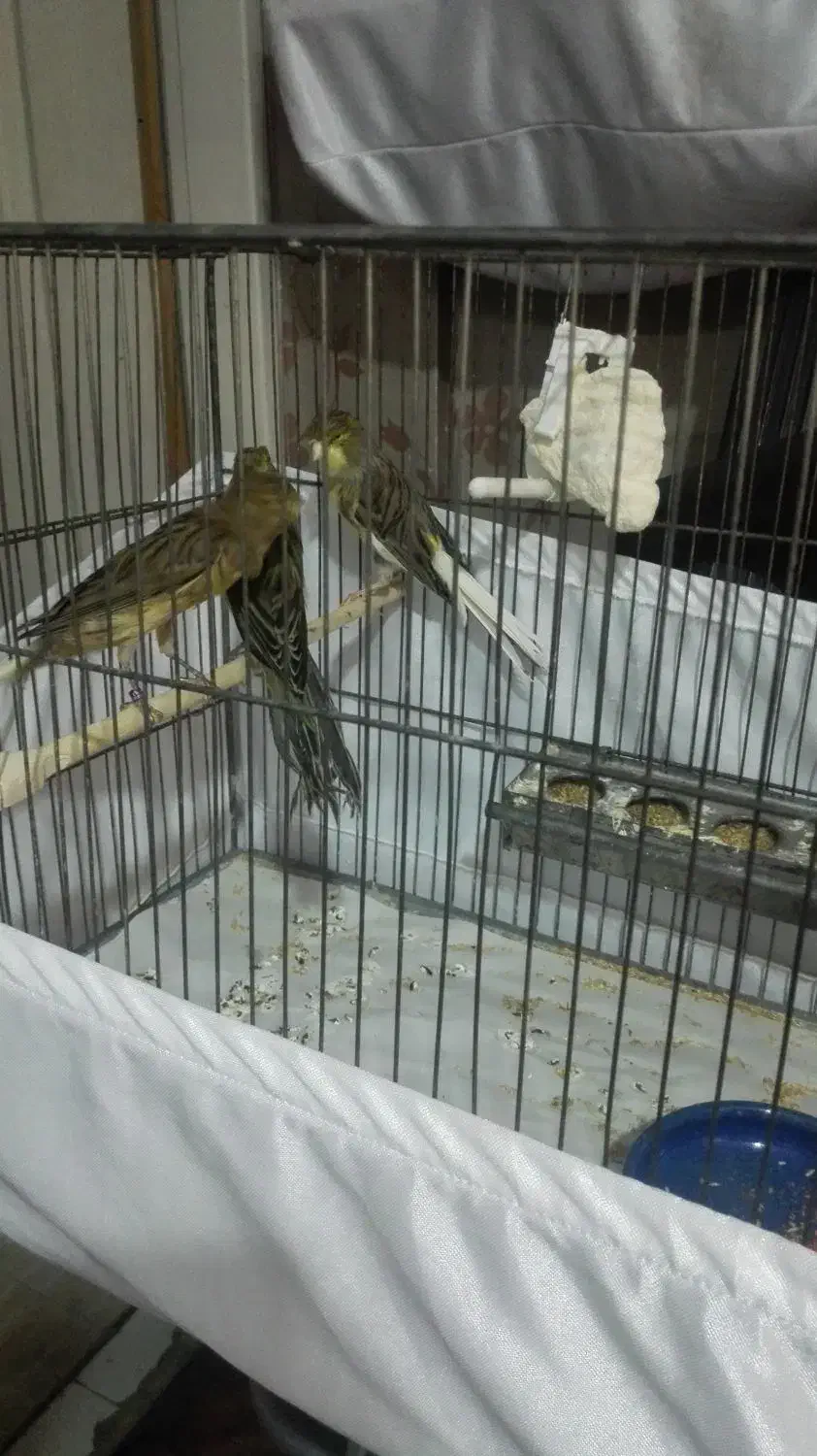 قناری نرو ماده رسمی بلند(شاخص)|پرنده|تهران, مسعودیه|دیوار