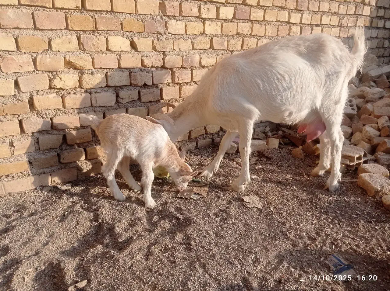 تعدادی بز وکره ویک عدد چپش الپایین|حیوانات مزرعه|میبد, |دیوار