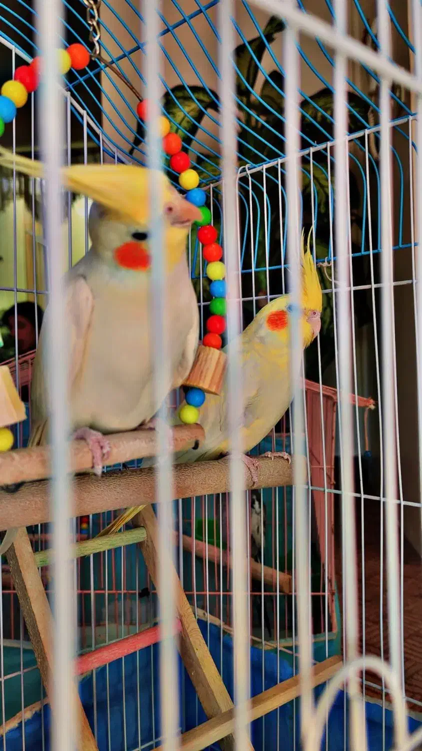 عروس هلندی|پرنده|زالیان, |دیوار