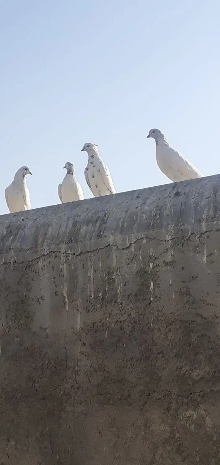 بوم کبوتر راعبی و تهرونی|پرنده|اصفهان, کردآباد|دیوار