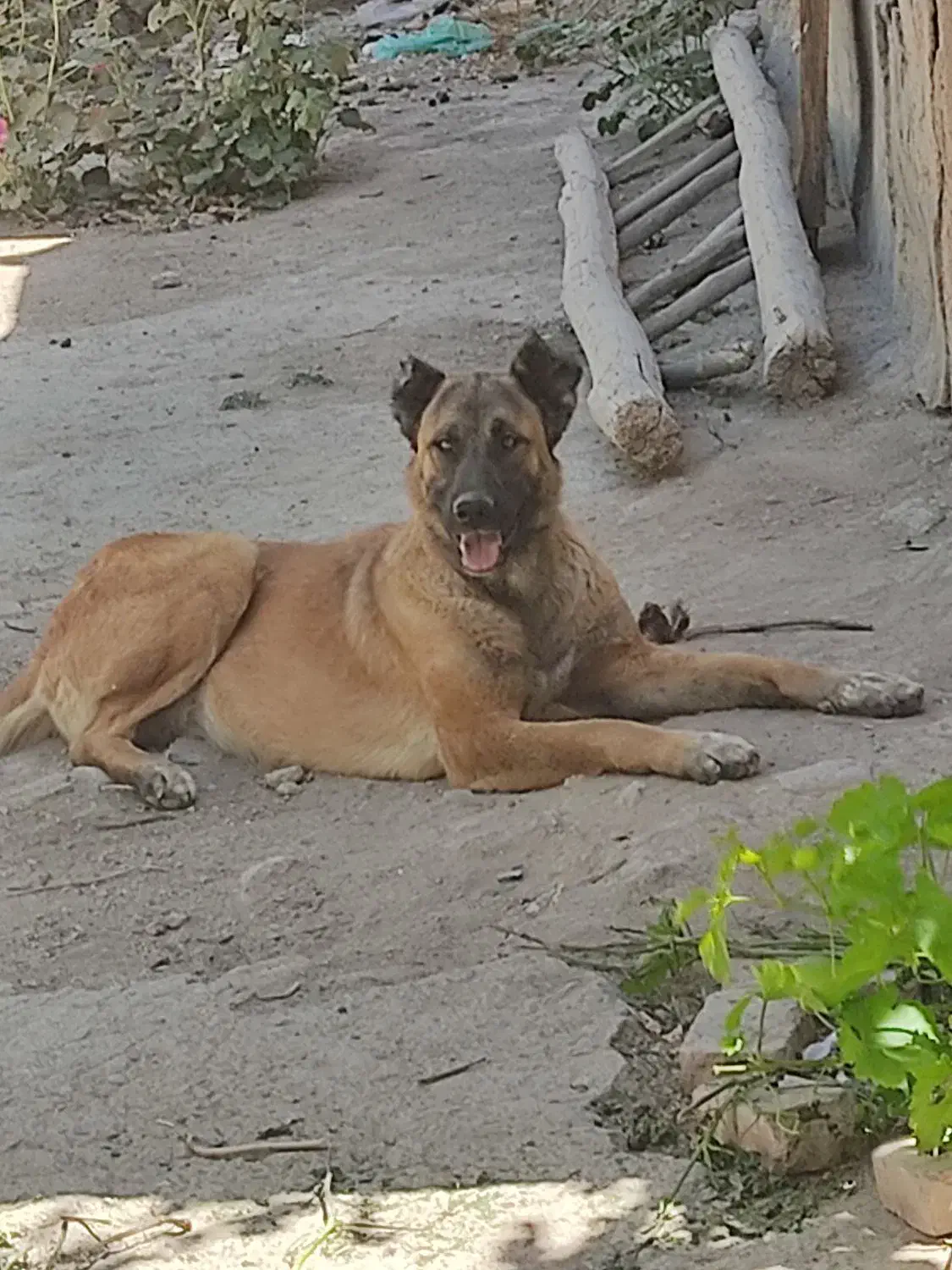 سگ سرابی ماده اصل|سگ|رشت, لاکان|دیوار