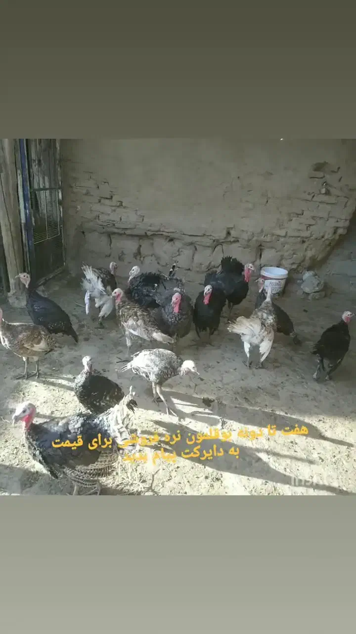 بوقلمون|حیوانات مزرعه|عطاملک, |دیوار