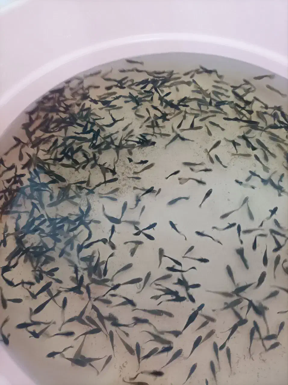 کوپی نژاددعالی|ماهی|اردبیل, |دیوار