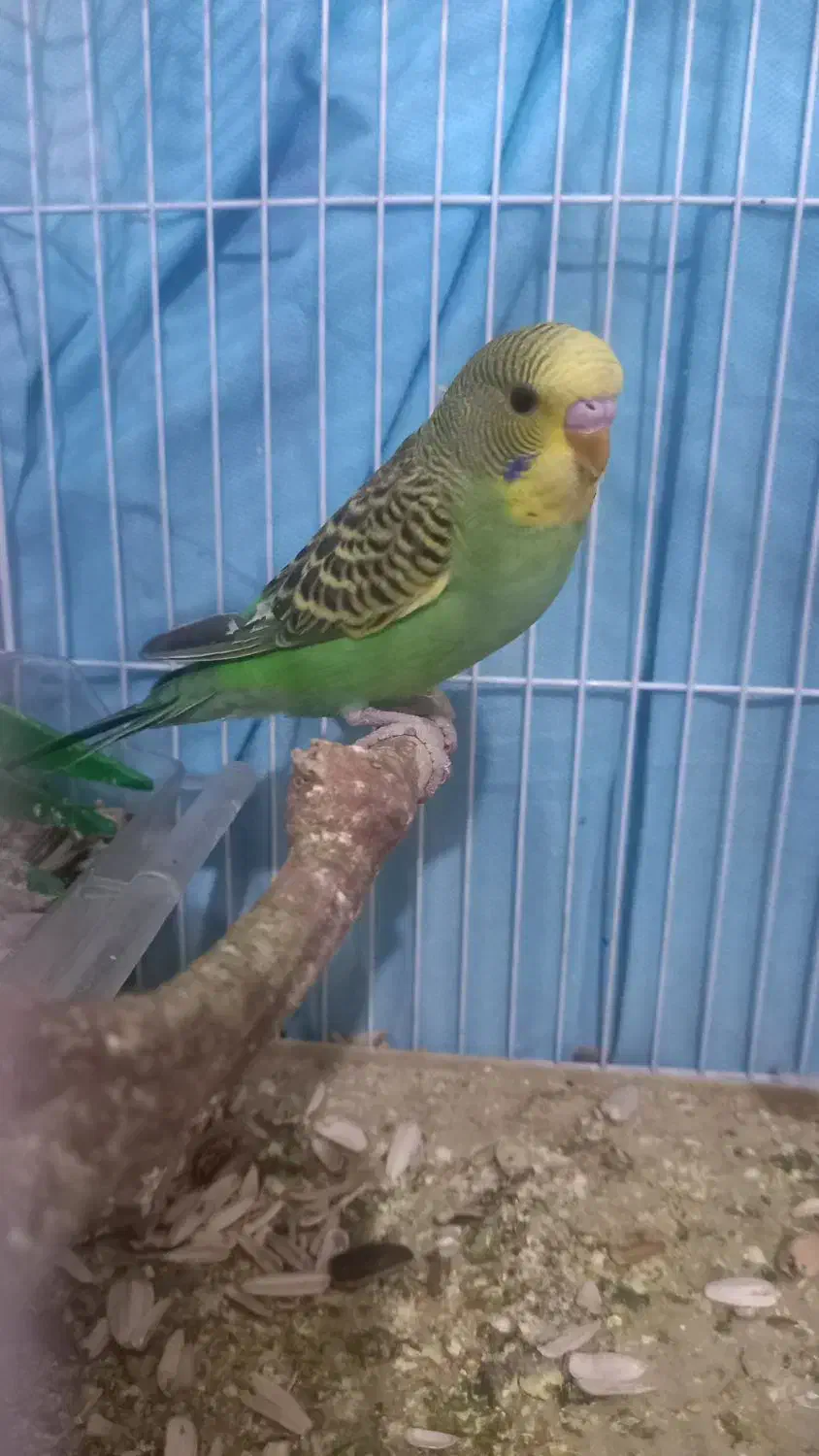 جوجه مرغ عشق دستی|پرنده|سبزوار, طبرسی (جعفرآباد)|دیوار