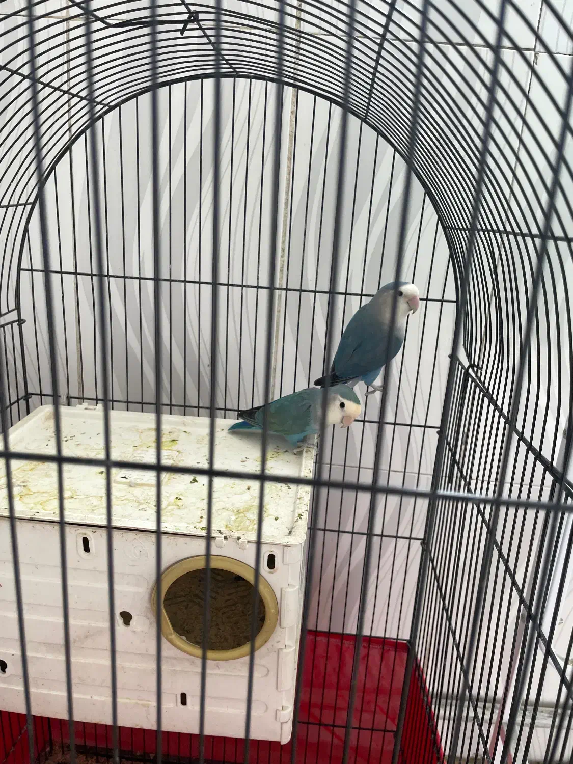 دو تا پرنده کوتوله با قفس|پرنده|پیشوا, |دیوار