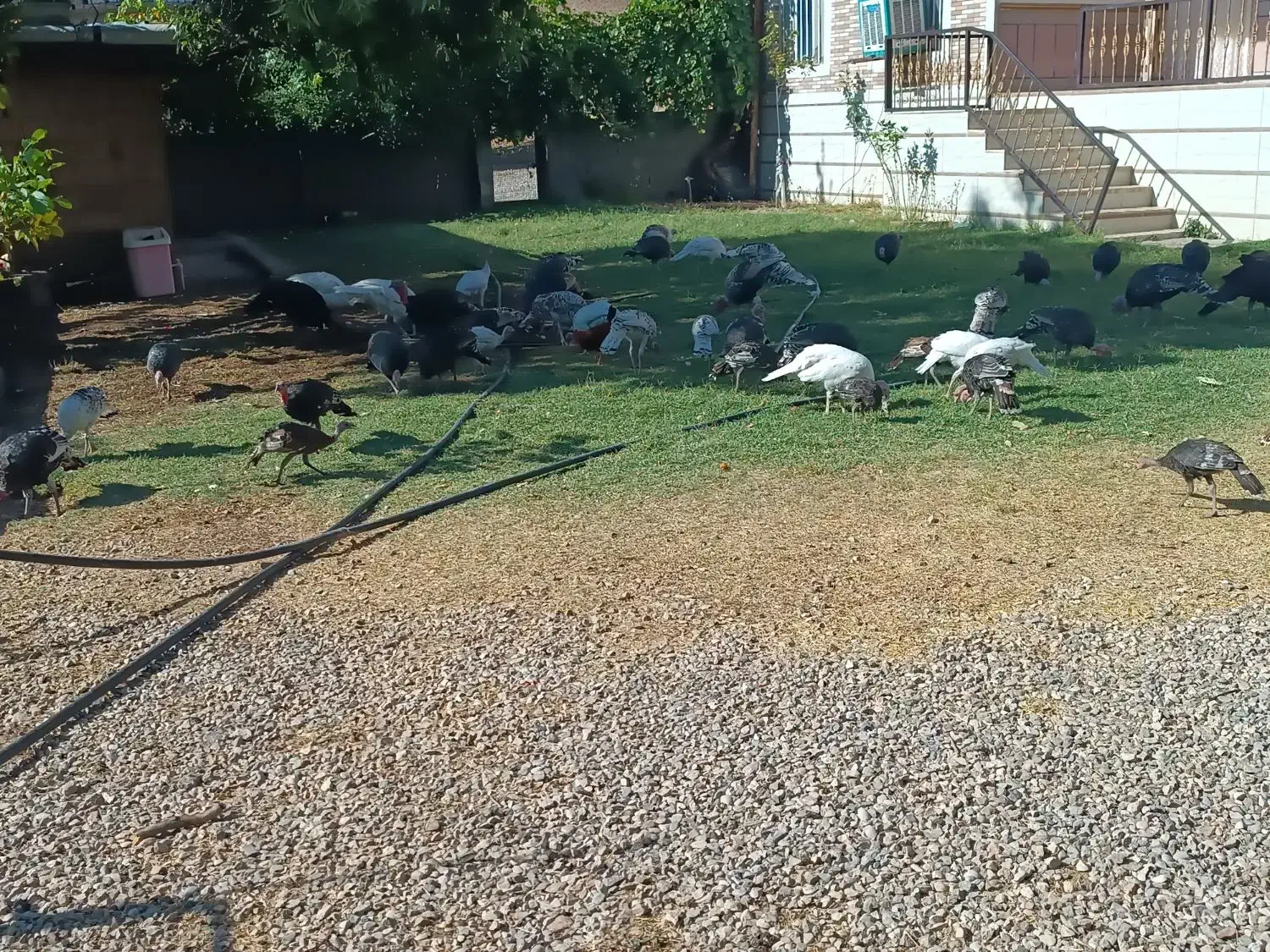 تعداد ۳۵ عدد بوقلمون نر و ماده از بهترین نژاد|حیوانات مزرعه|پاتاوه, |دیوار