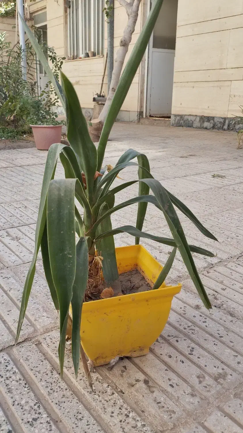 گل فقط ۷۰ تومان|گل و گیاه طبیعی|سبزوار, فیاض|دیوار