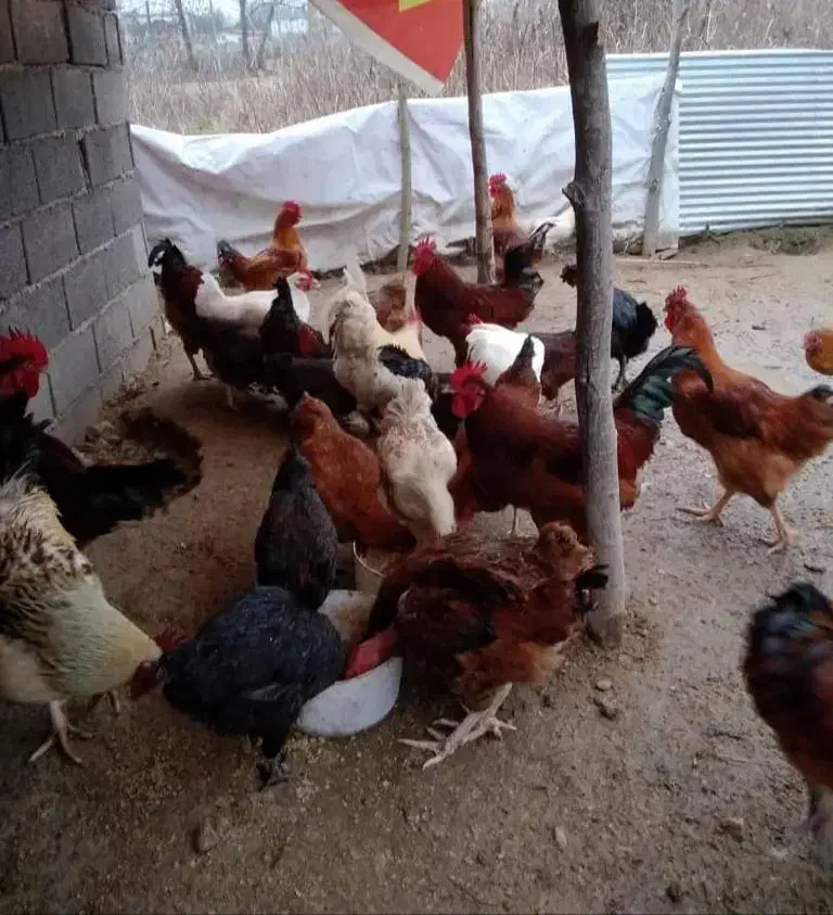 خروس محلی برای قربانی و نسل گیری|حیوانات مزرعه|نوشهر, |دیوار