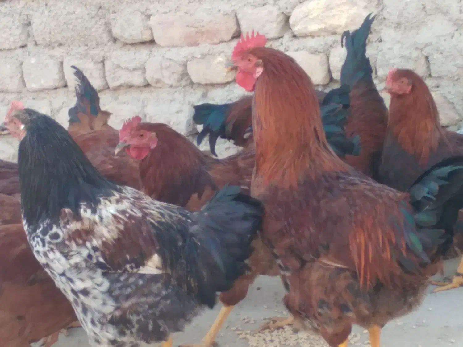 خروس محلی|حیوانات مزرعه|زرین دشت (همدان), |دیوار