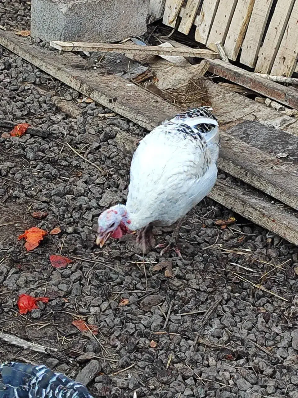 دو تا بوقلمون ماده|حیوانات مزرعه|بم, |دیوار