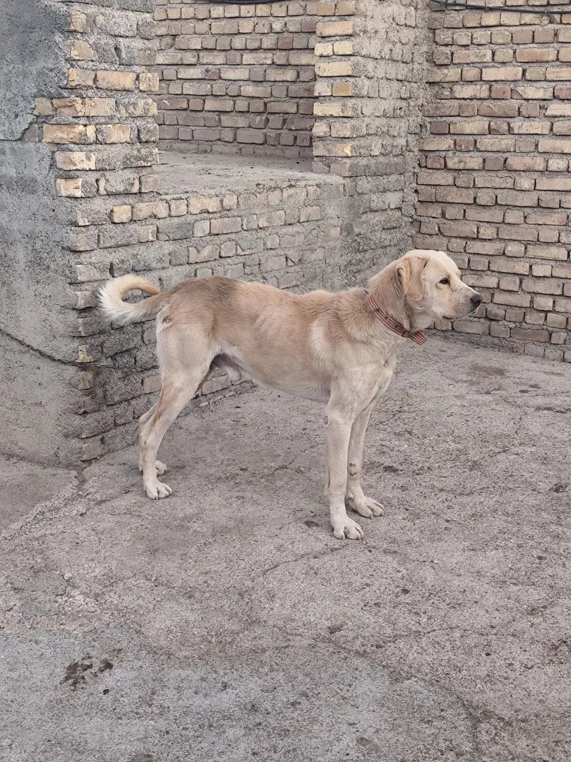 واگذاری سگ|سگ|سنقر, |دیوار