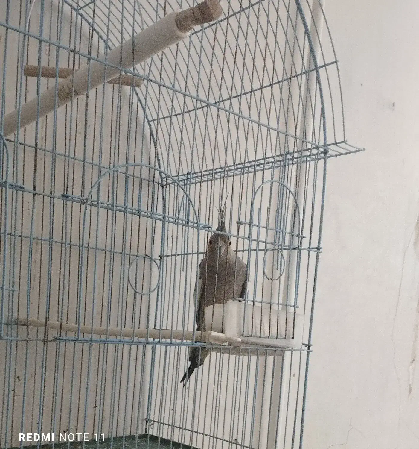 عروس هلندی|پرنده|زابل, |دیوار