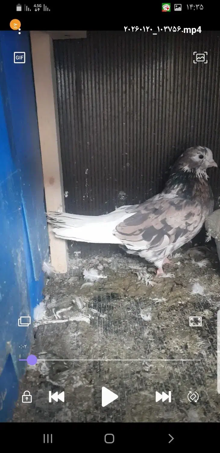 کفتر|پرنده|ری, فیروزآبادی|دیوار