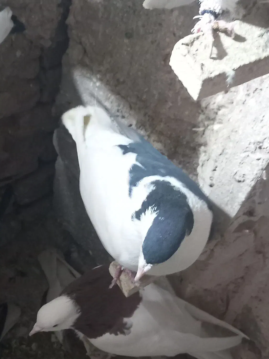 کبوتر چپ سیاه نر پرشی|پرنده|سبزوار, قصبه شرقی|دیوار