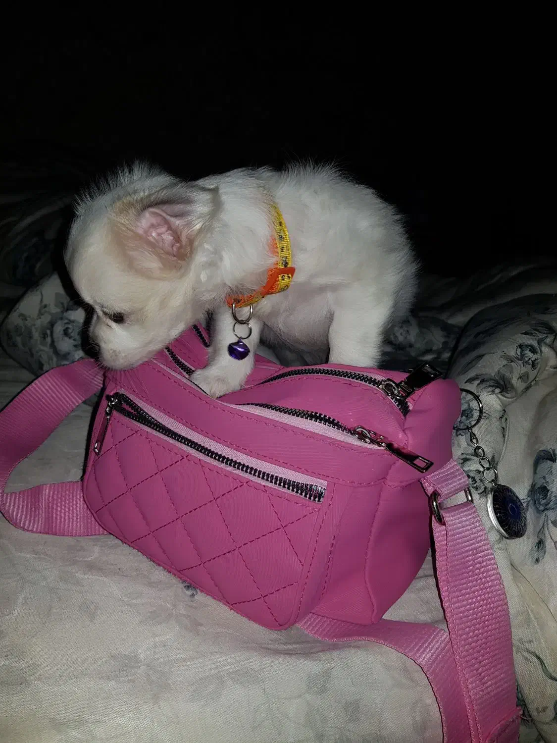 فروش اشپیتز|سگ|آبادان, |دیوار