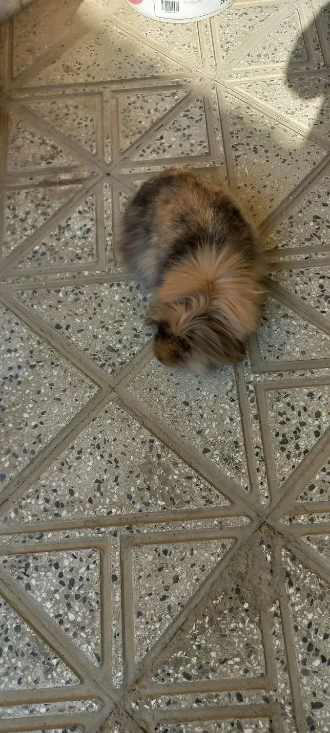 دو عدد خرگوش ب سالع ب فروش میرسد|موش و خرگوش|فلاورجان, |دیوار