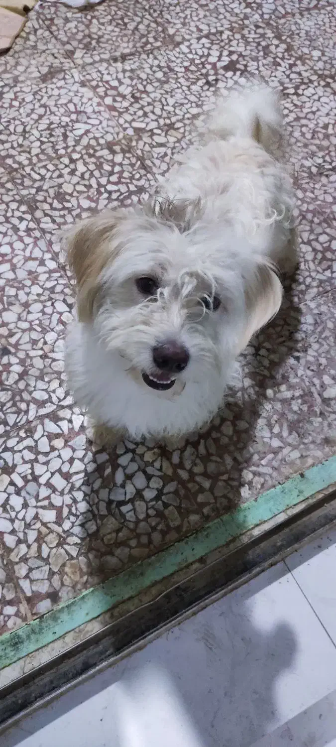 دو عدد سگ شیتزو|سگ|گنبد کاووس, |دیوار