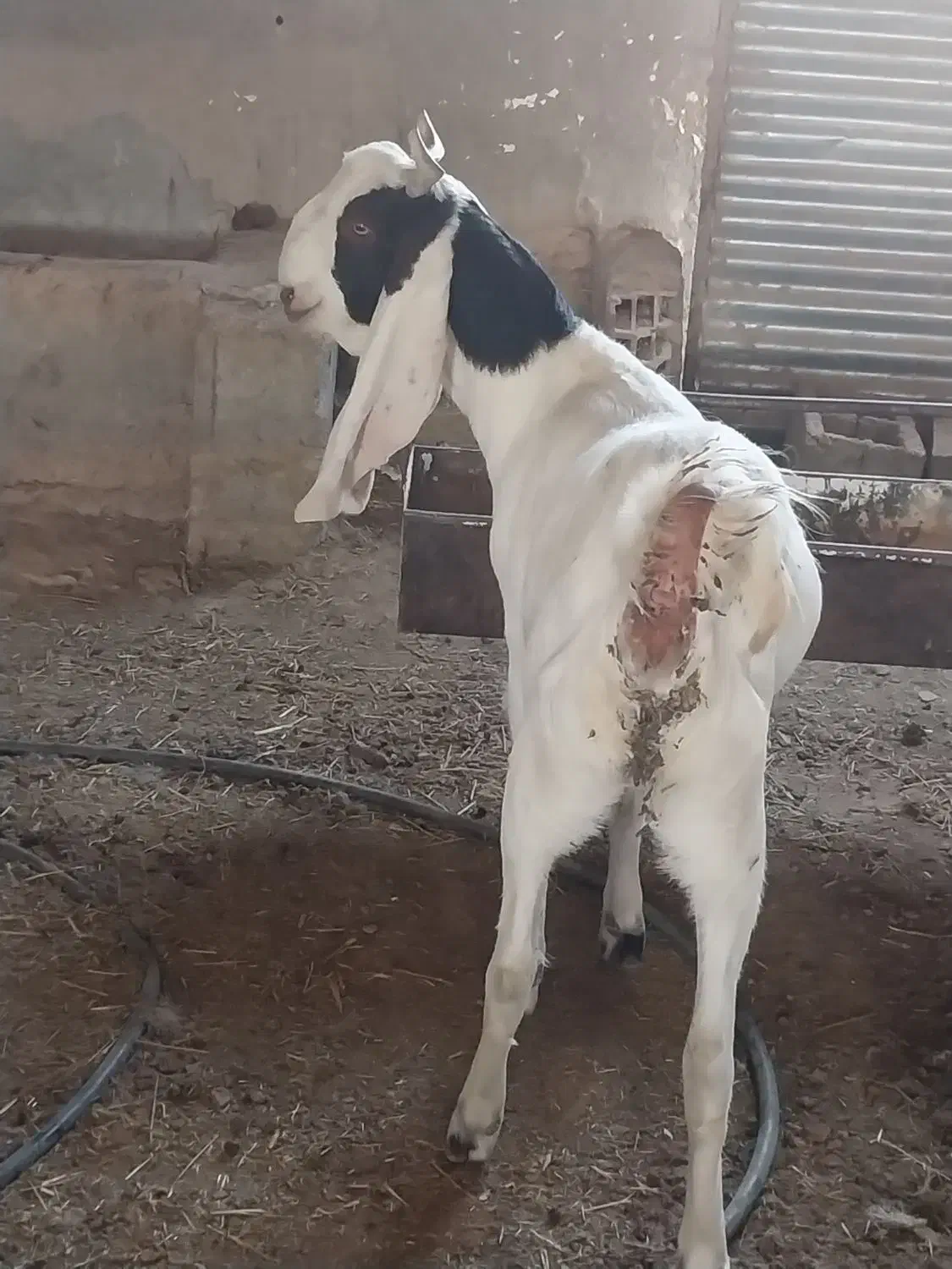 بزگلابی و سانن اصل|حیوانات مزرعه|قائن, |دیوار