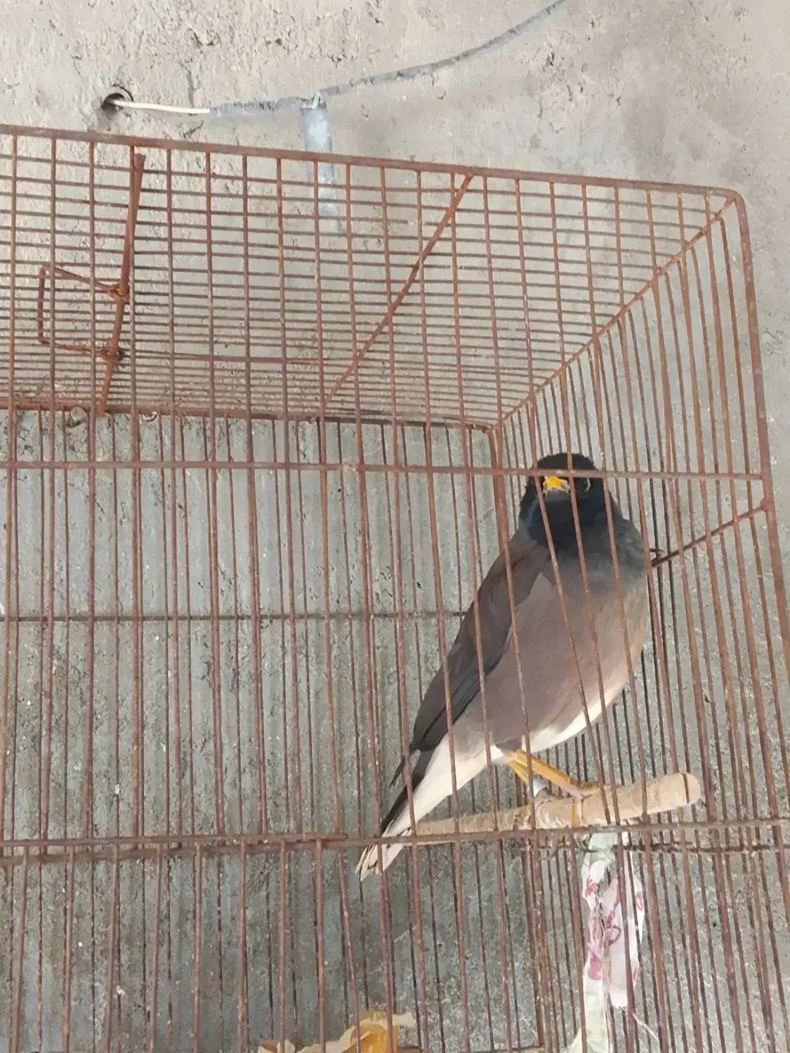 مرغ مینا|پرنده|قشم, |دیوار