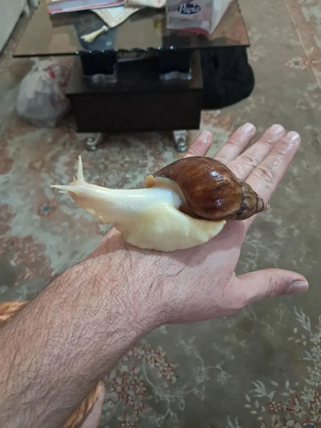 حلزون اچا|خزنده|تهران, جوادیه تهرانپارس|دیوار