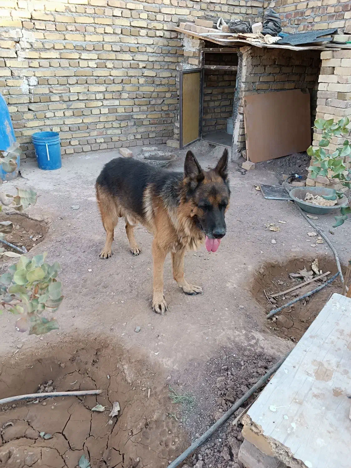 ژرمن شپرد|سگ|اشتهارد, |دیوار