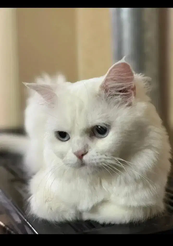 گربه پرشین چشم ابی|گربه|زاهدان, |دیوار