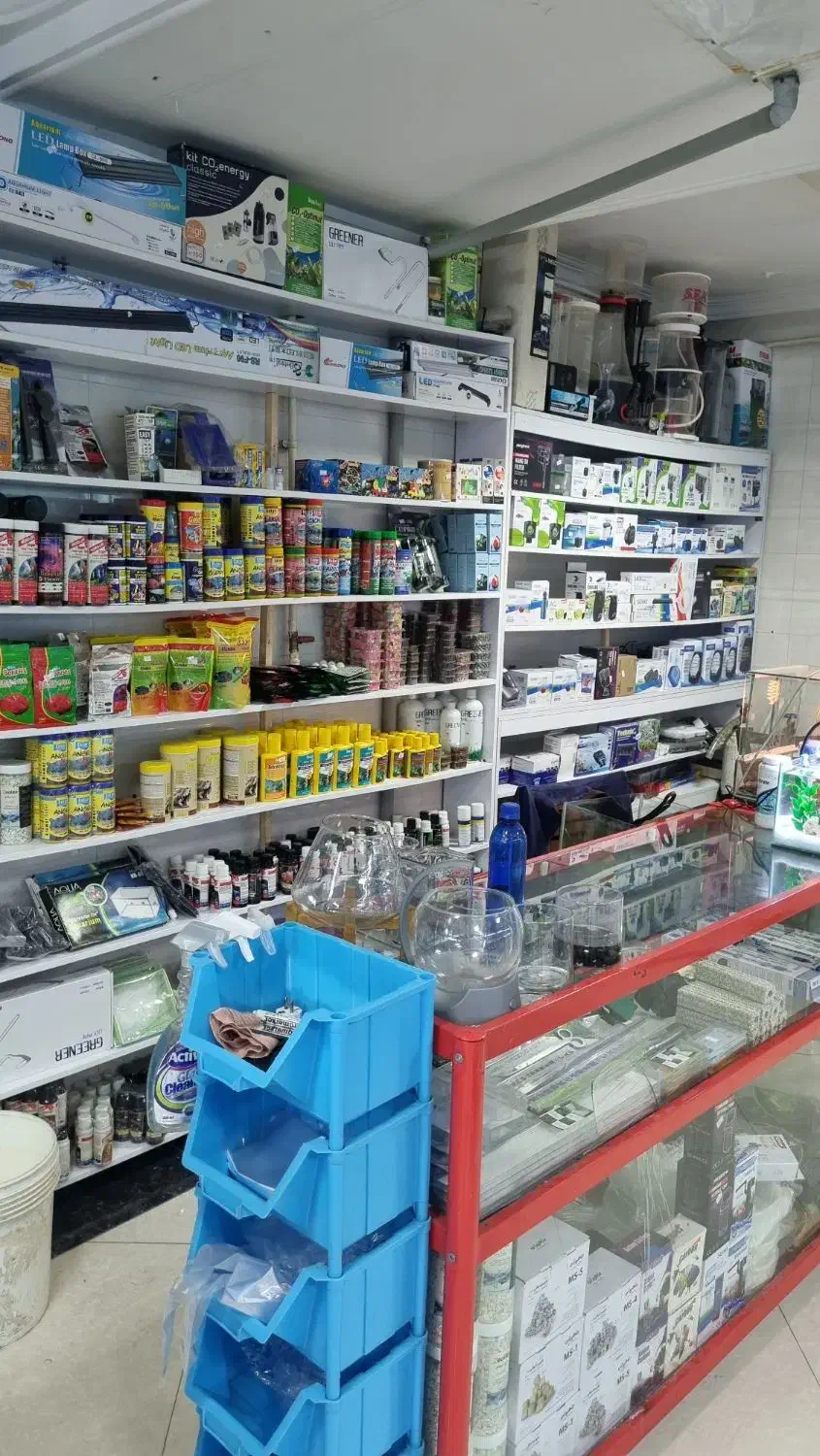 انواع ماهی و لوازم آکواریوم|ماهی|بابل, |دیوار