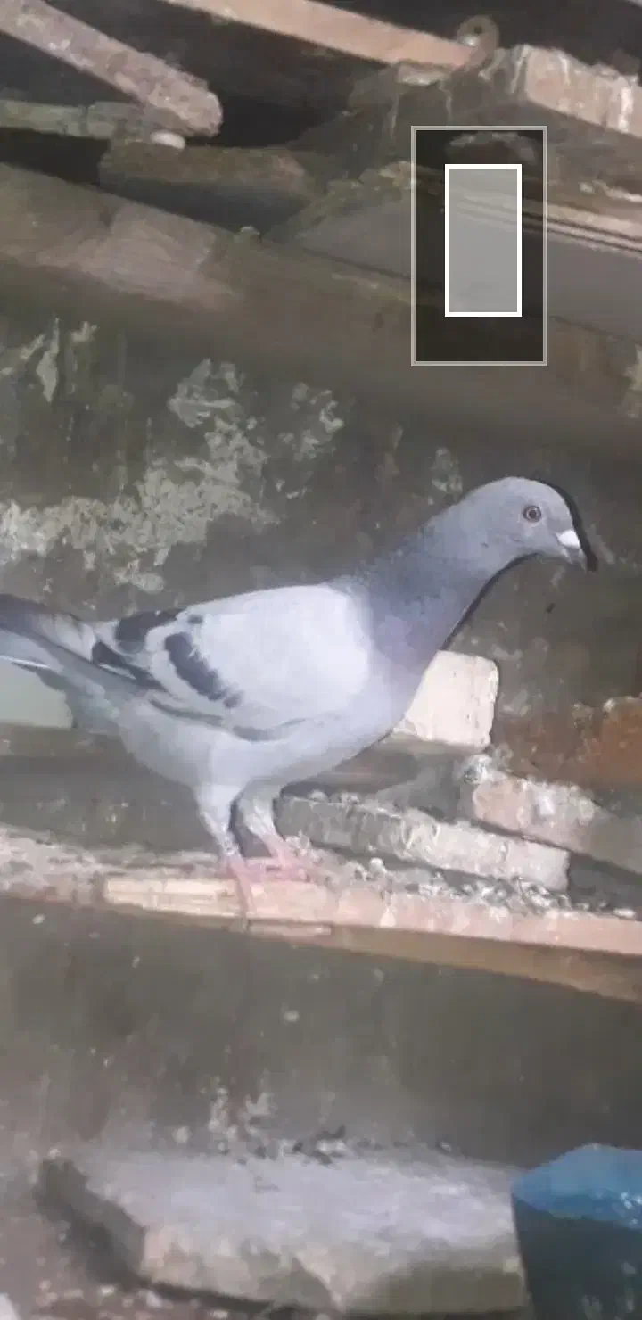 این کبوتر ۱۰ روز کسی خواست|پرنده|کارون, |دیوار