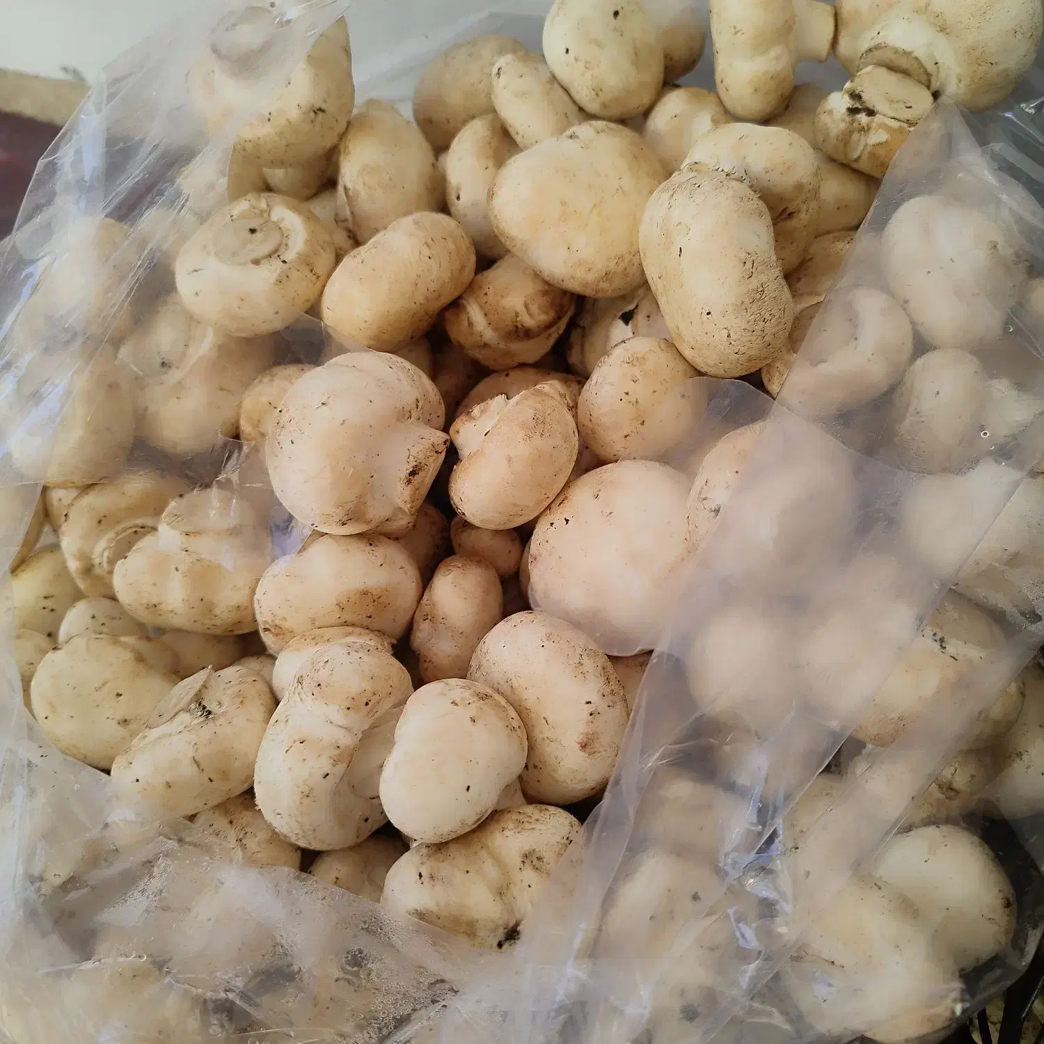 تولید وپخش قارچ درجه 1 درجه2 درجه 3|خوردنی و آشامیدنی|مشهد, ایمان|دیوار