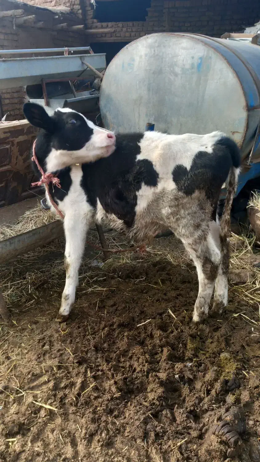 گوساله نر|حیوانات مزرعه|چناران, |دیوار