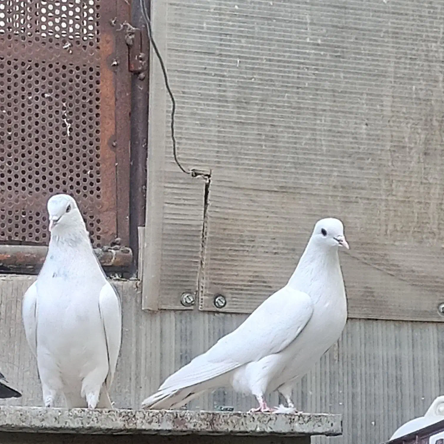 یجفت نروماده|پرنده|اصفهان, شاهد|دیوار